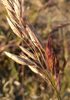 Pumpelly's Bromegrass - Photo (c) Alexander Yakovlev, some rights reserved (CC BY-NC), uploaded by Alexander Yakovlev