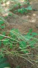 Hordeum murinum leporinum