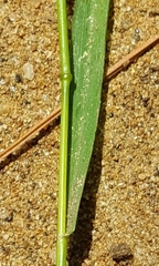 Hordeum murinum leporinum
