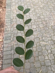 Loropetalum chinense