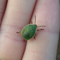 Chlorochroa persimilis
