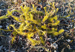 Spinulum annotinum alpestre