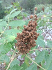 Rhus typhina