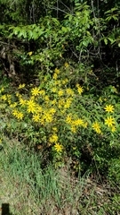 Helianthus schweinitzii