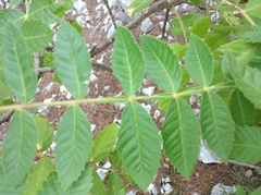 Rhus typhina