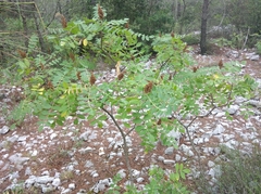 Rhus typhina