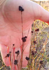 Luzula multiflora sibirica