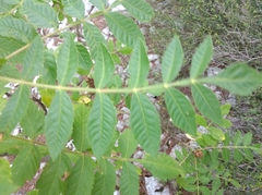 Rhus typhina