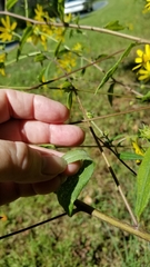Helianthus schweinitzii