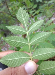 Rhus typhina
