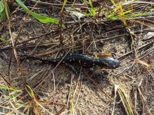 photo of Tiger Salamander (Ambystoma tigrinum)