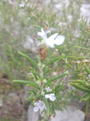 Salvia rosmarinus