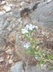 Salvia rosmarinus