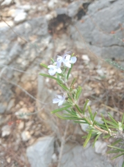 Salvia rosmarinus