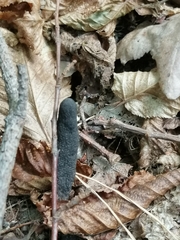 Xylaria polymorpha