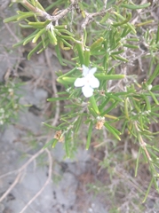 Salvia rosmarinus