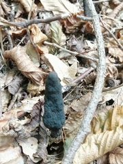 Xylaria polymorpha