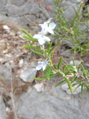 Salvia rosmarinus