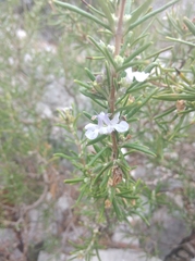 Salvia rosmarinus