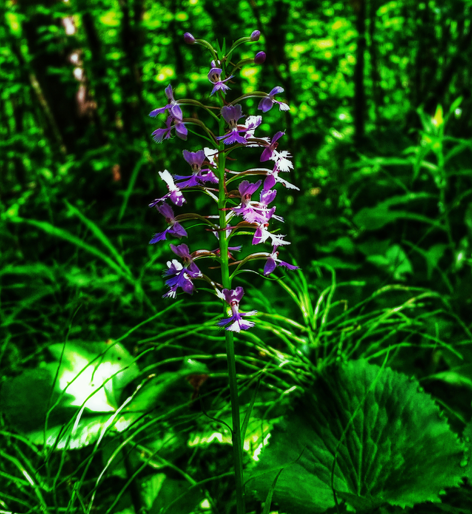 Platanthera psycodes