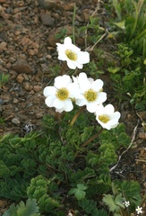 Callianthemum sajanense