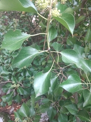 Hedera
