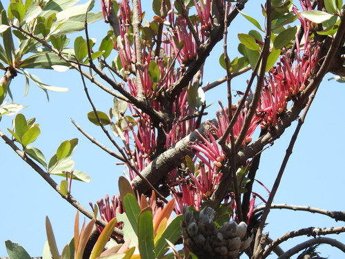 Image of Tapinanthus rubromarginatus by (c) Matthew Fainman, some rights reserved (CC BY)