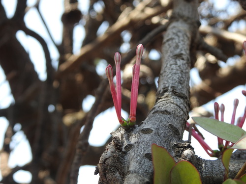 Image of Tapinanthus rubromarginatus by (c) Matthew Fainman, some rights reserved (CC BY)