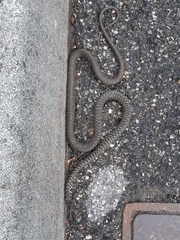 Hierophis viridiflavus