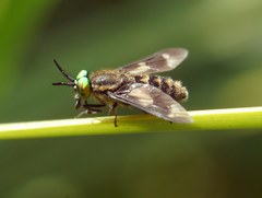 Chrysops relictus