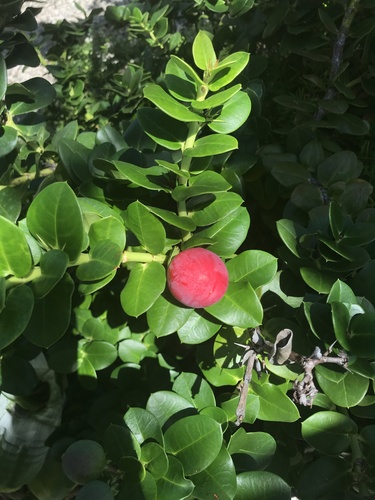Carissa macrocarpa