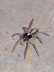 Maeota dichrura