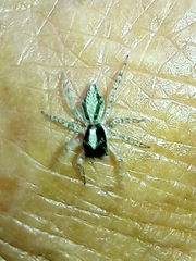 Maeota dichrura