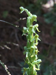 Platanthera limosa