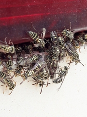 Protopolybia exigua