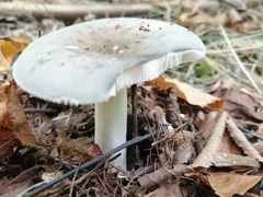 Russula