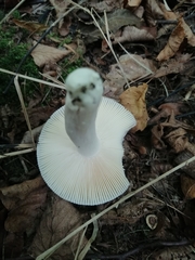 Russula