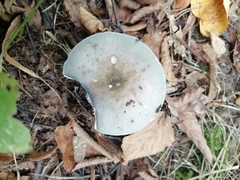 Russula