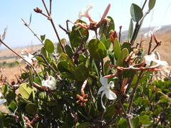 Ancylobothrys capensis