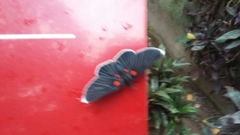 Melanis acroleuca acroleuca