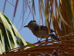 Thamnophilus doliatus