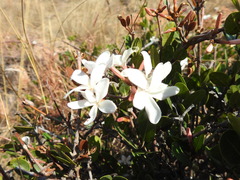 Ancylobothrys capensis