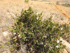 Ancylobothrys capensis