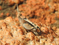 Acrididae