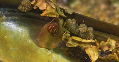 Tricolia pullus