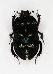 Geotrupes mutator