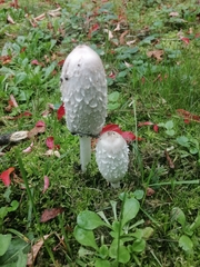 Coprinus comatus