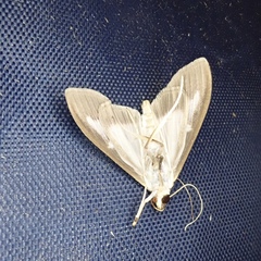 Cydalima perspectalis