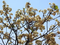 Dombeya rotundifolia