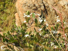 Ancylobothrys capensis